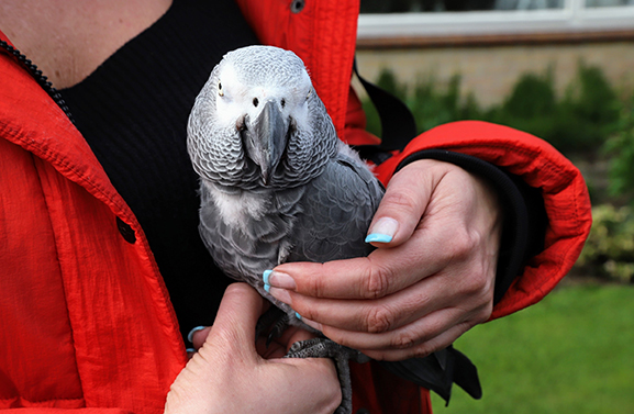 Ontsnapte papegaai na een dag weer veilig thuis